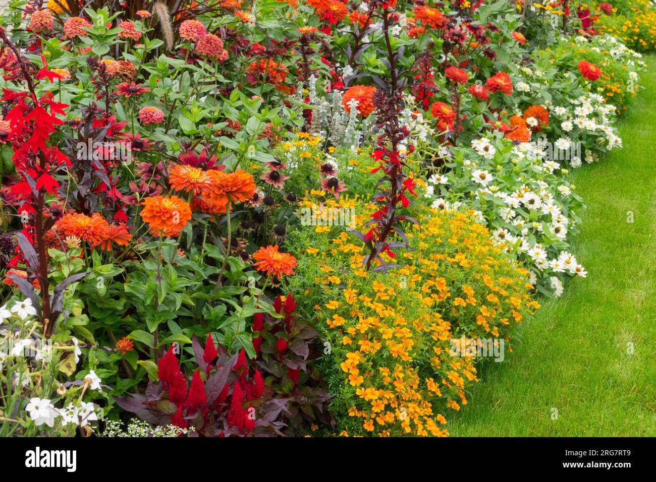 Plantes vivaces, annuelles et biennales en bordure jardin bordure pelouse parsemée de fleurs Zinnias Marigolds Celosia Lobelias Nicotiana et d'autres plantes à litière Banque D'Images