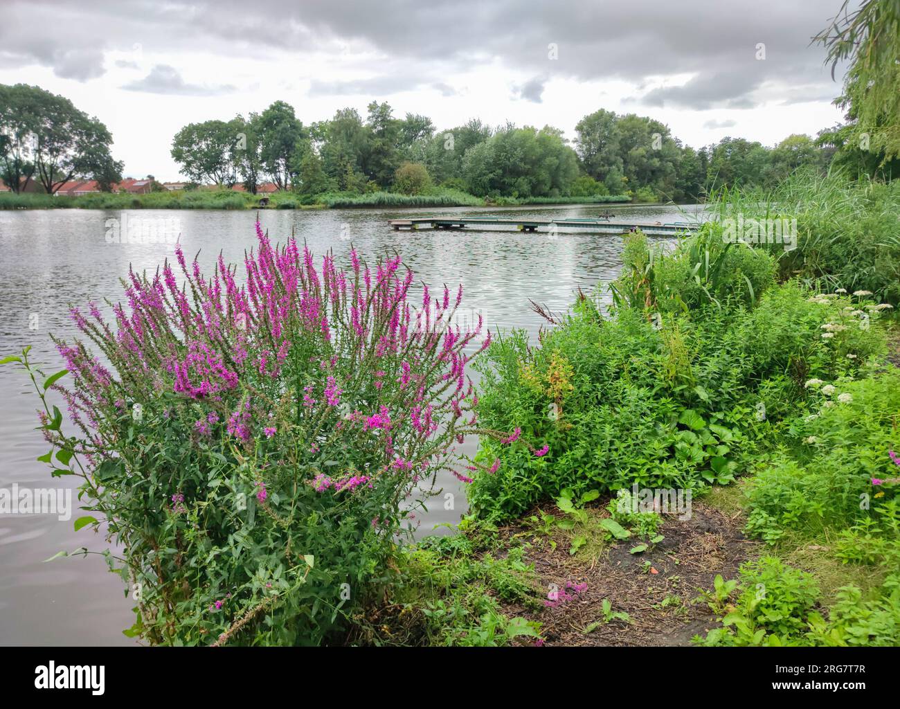 Vue panoramique sur les fleurs sauvages violettes et le lac 'Petteplass' dans la ville de Waddinxveen, pays-Bas Banque D'Images