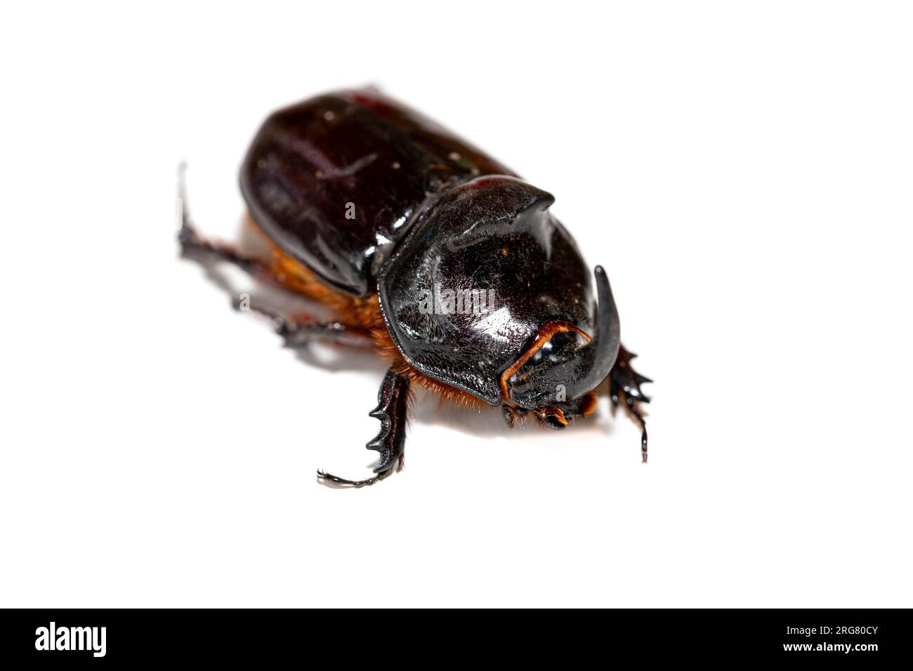 Oryctes nasicornis coléoptère isolé sur fond blanc Banque D'Images