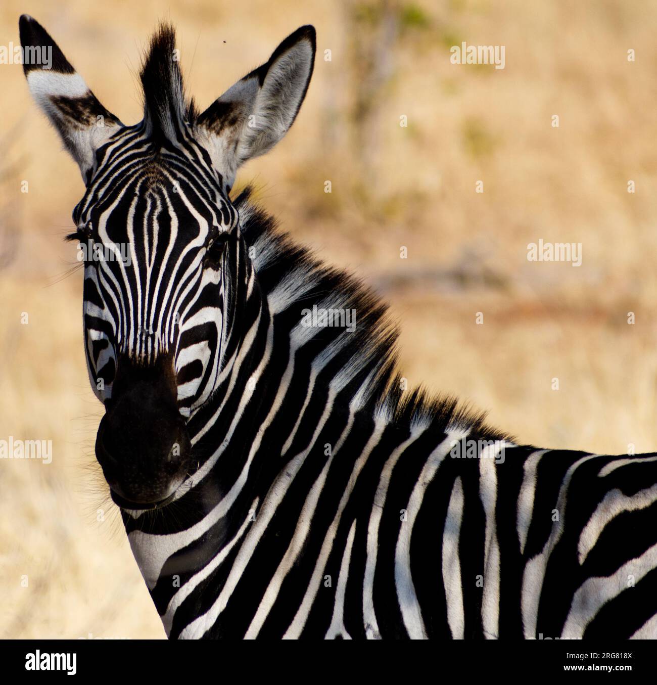 Gros plan d'un zèbre dans le parc national de Ruaha, Tanzanie Banque D'Images