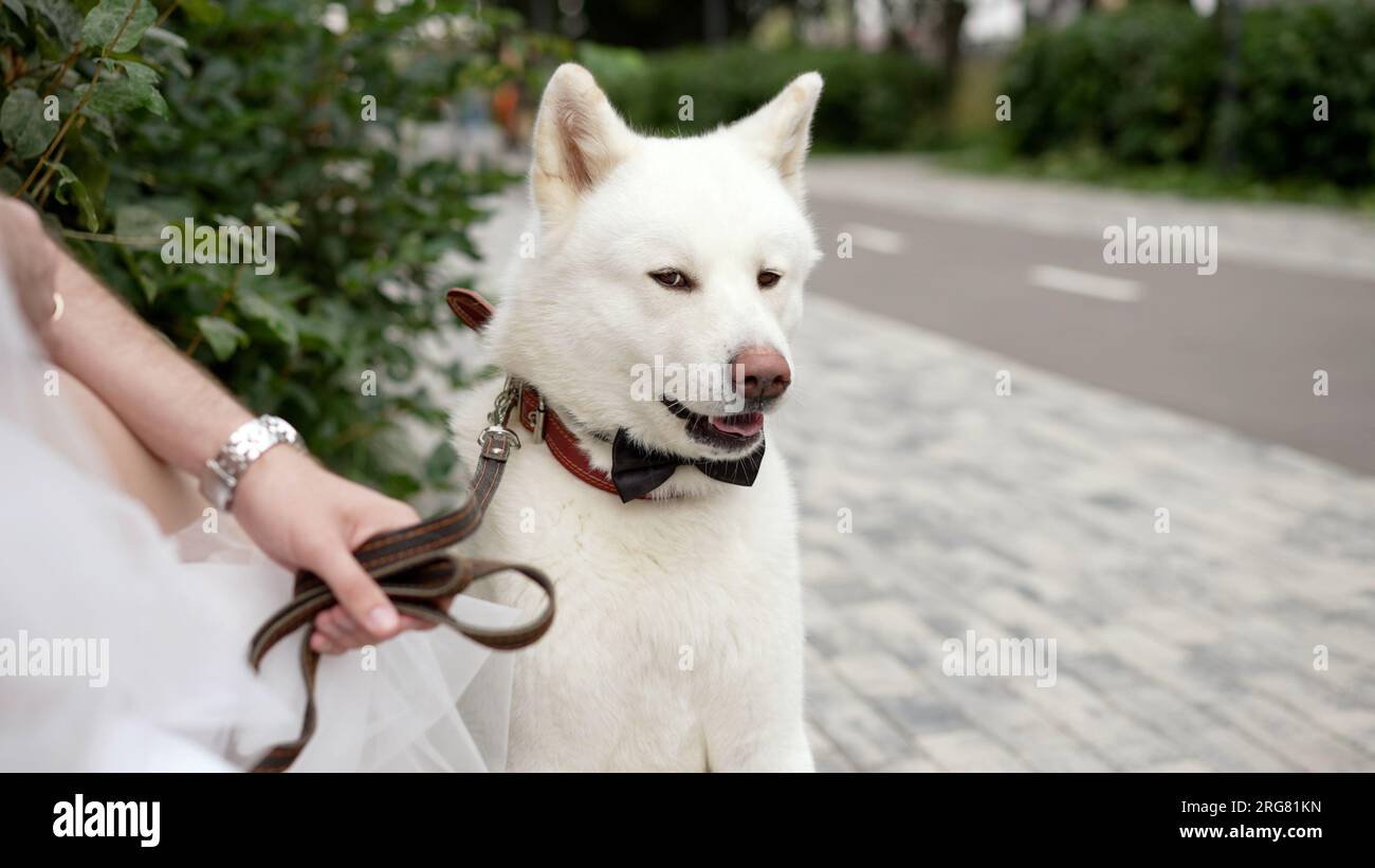Chien Husky avec un noeud papillon en tissu noir autour du cou. Husky dans le parc en été. Husky sibérien, vue latérale. Husky sur le fond d'un parc vert Banque D'Images
