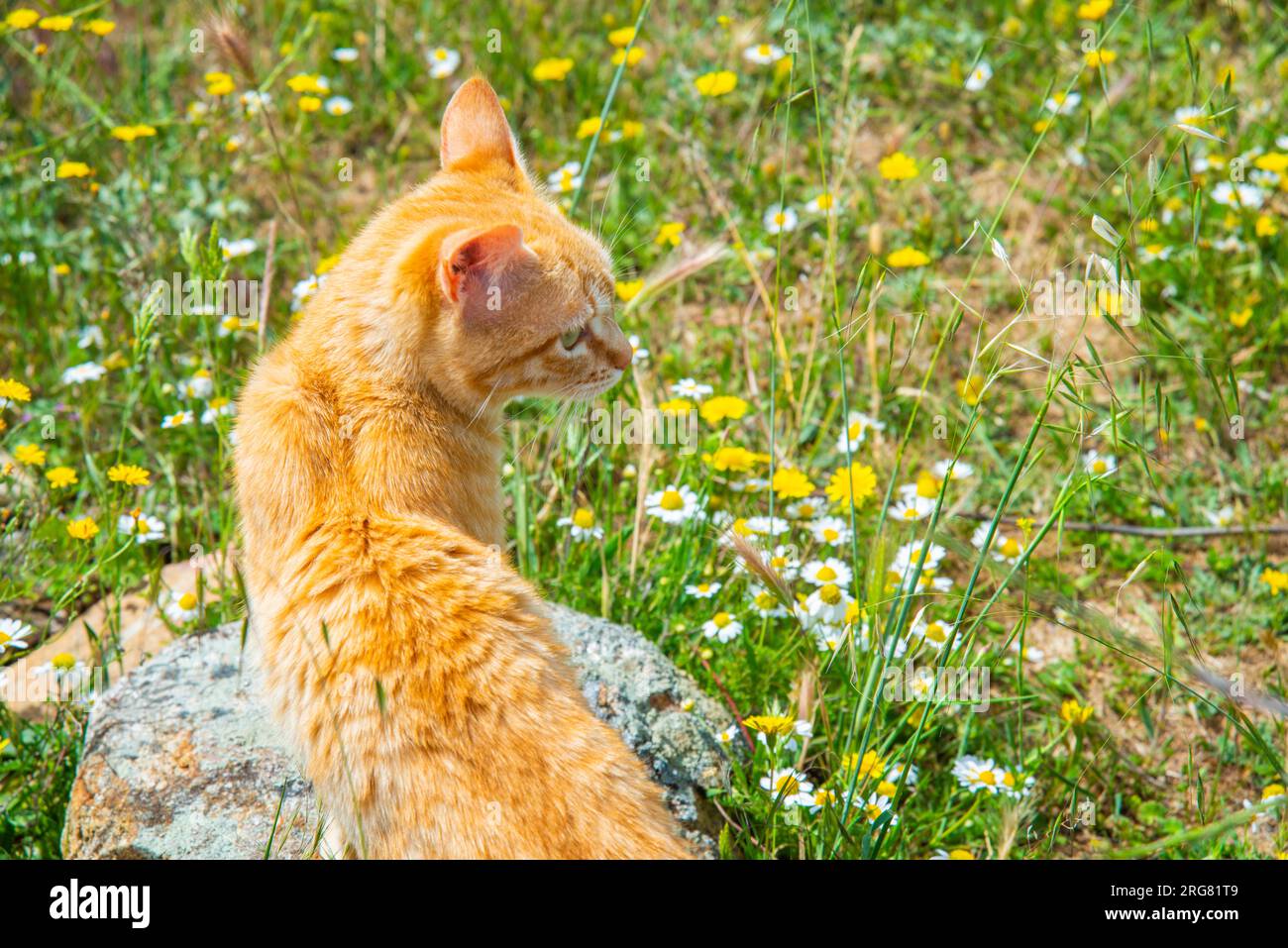 Chat tabby orange à la campagne. Banque D'Images