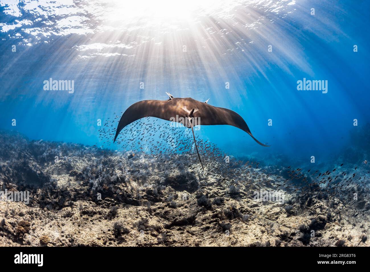 Giant Pacific Manta Ray glisse à travers la station de nettoyage de la Reina, la Paz, Baja California sur, Mexique Banque D'Images