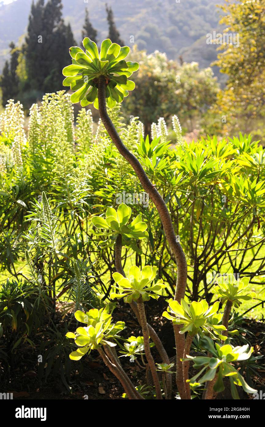 Oreja de abad ou oreja de gato (Aeonium undulatum) est un arbuste succulent endémique de la Grande Canarie, aux îles Canaries, en Espagne. Banque D'Images