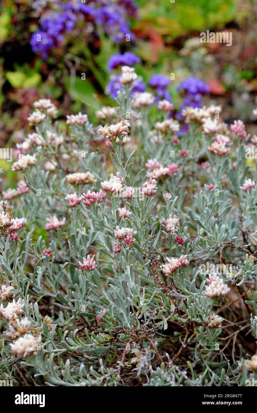 Yesquera roja (Helichrysum monogynum) est un endémisme de l'île de Lanzarote, aux îles Canaries, en Espagne. Banque D'Images