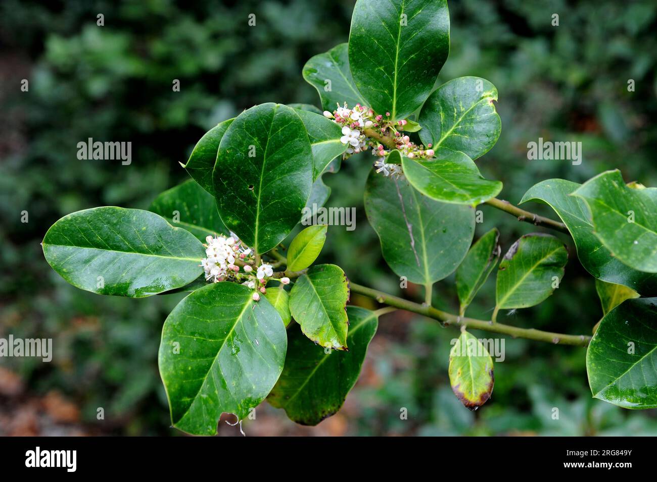 Naranjero salvaje (Ilex perado) est un petit arbre endémique de la région de la Macaronesia (îles Canaries, Madère et Açores). Fleurs et feuilles. Banque D'Images