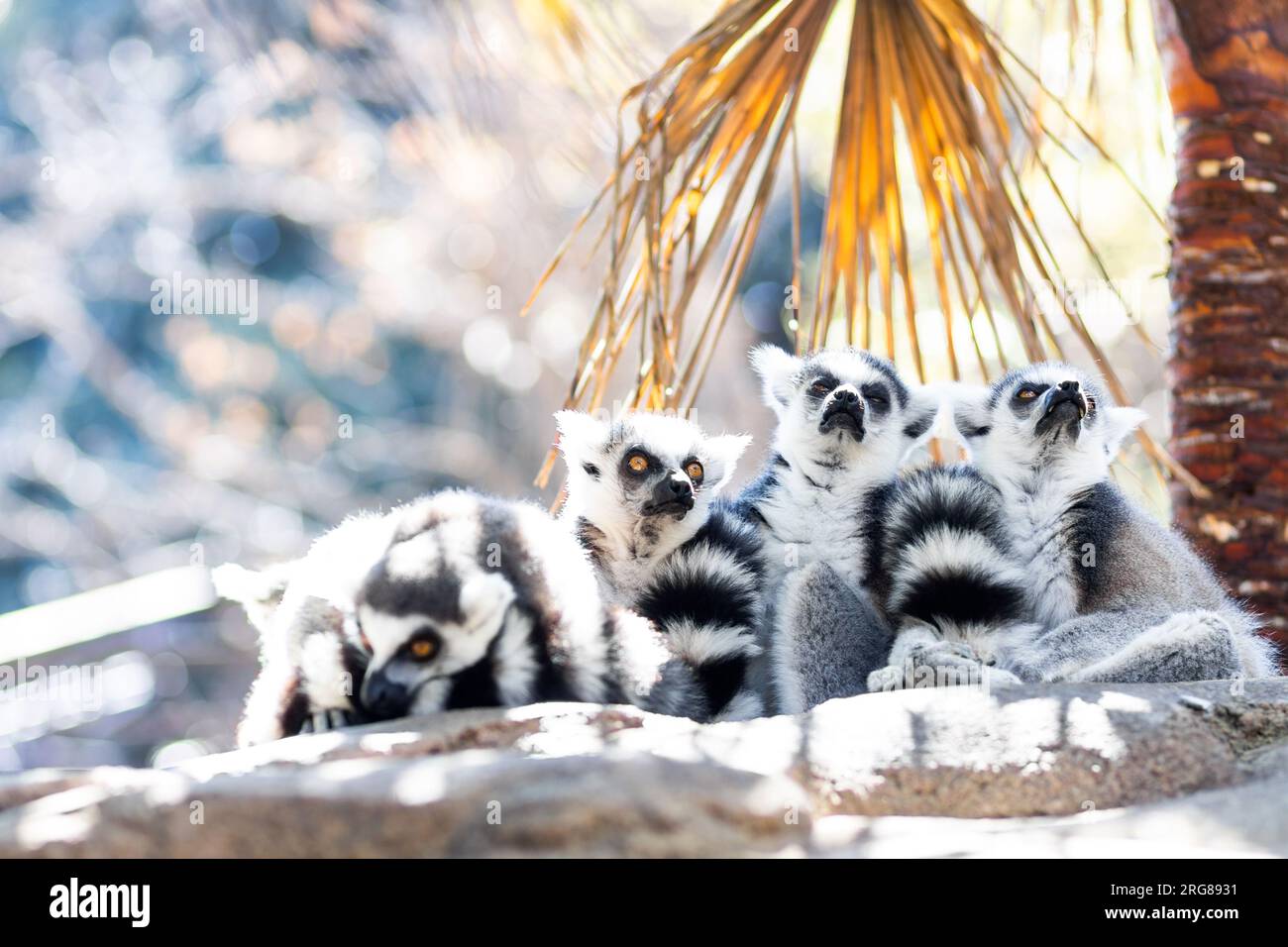 Famille de mignon petit lémurien à queue annulaire assis à l'ombre par une chaude journée d'été sur Madagascar. Banque D'Images