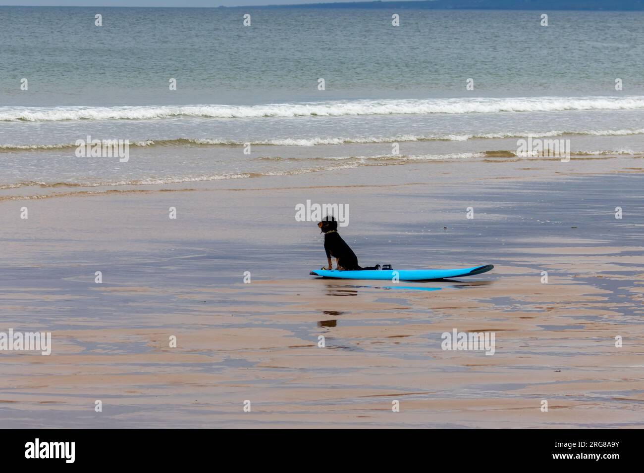 Epaniel noir et tan assis sur une planche de surf turquoise au bord de la mer Banque D'Images