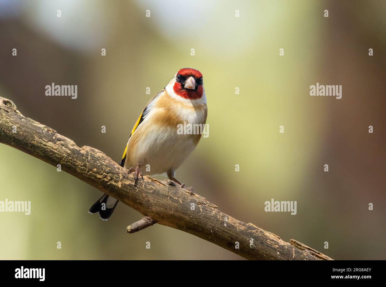 Belles plumes de plumage de couleur vive sur le petit oiseau de finch perché sur une branche dans la forêt avec fond de forêt naturelle Banque D'Images