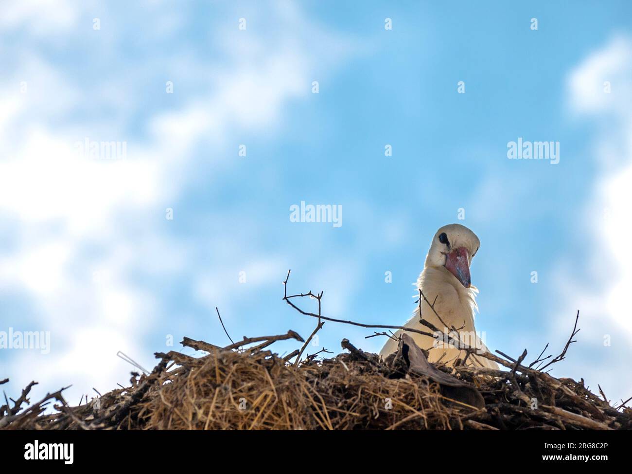 Bulgarie Malomirovo août 8th 2023 : prise aux gens qui regardent. Première fois en 8 semaines ciel bleu nuages blancs et températures normales les jeunes Whites Storks quittent normalement le village de mi à fin juillet, les températures élevées ont réduit leur activité de vol et leur déplacement vers les monticules, certains jeunes Storks n'ont pas pris leur premier vol. Clifford Norton Alamy en direct Banque D'Images