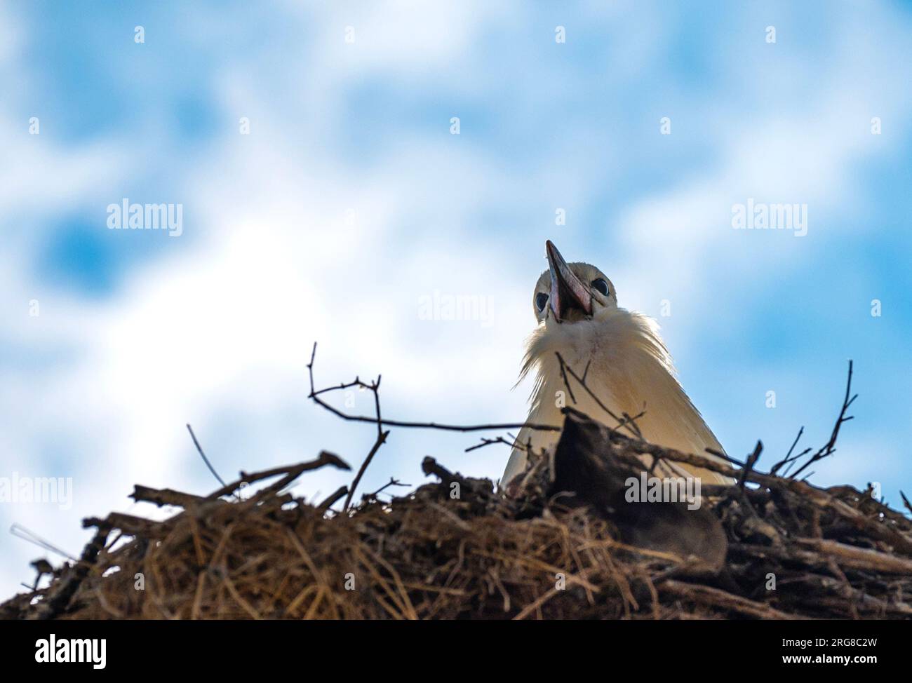 Bulgarie Malomirovo août 8th 2023 : prise aux gens qui regardent. Première fois en 8 semaines ciel bleu nuages blancs et températures normales les jeunes Whites Storks quittent normalement le village de mi à fin juillet, les températures élevées ont réduit leur activité de vol et leur déplacement vers les monticules, certains jeunes Storks n'ont pas pris leur premier vol. Clifford Norton Alamy en direct Banque D'Images