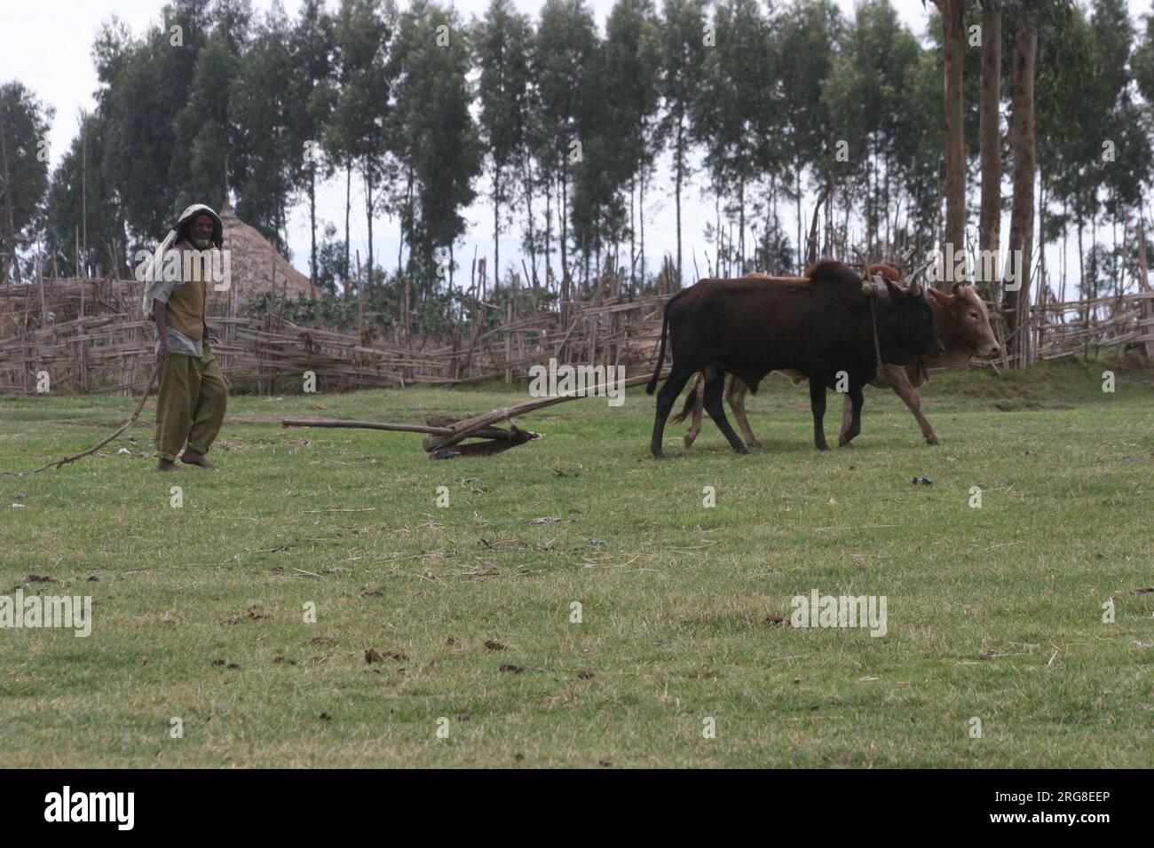 Labourage d'un champ avec une équipe de bœufs dans la région du Nil Bleu en Éthiopie le Nil Bleu est une rivière prenant naissance au lac Tana en Éthiopie. C'est l'un des Banque D'Images