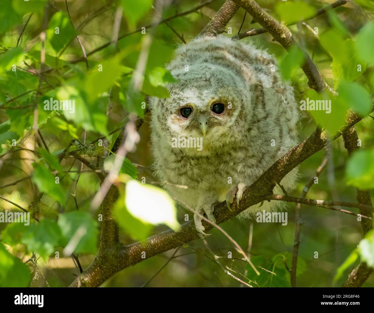 Jeune hibou tawny se cachant dans les branches d'un arbre pendant la journée Banque D'Images