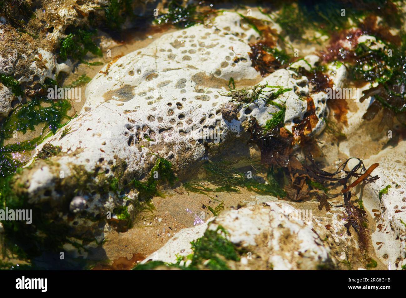 Plage avec sable et pierres à marée basse à Sainte-Marguerite sur Mer, Normandie en France Banque D'Images