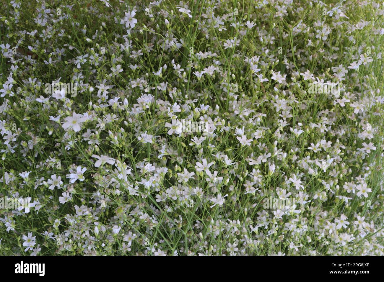 L'usine de fleurs de Chickweed sur la ferme pour la récolte sont des cultures commerciales Banque D'Images