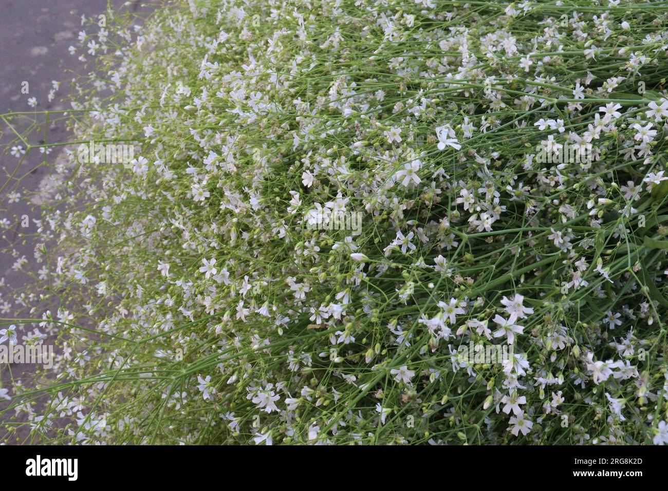 L'usine de fleurs de Chickweed sur la ferme pour la récolte sont des cultures commerciales Banque D'Images