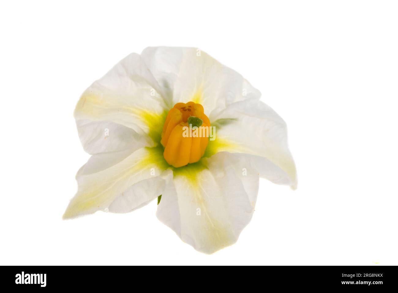 fleurs de pomme de terre isolées sur fond blanc Banque D'Images