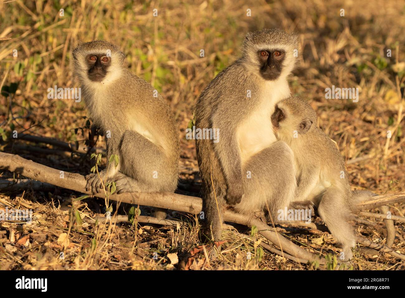 Un singe Vervet adulte avec deux jeunes profitant du soleil matinal d'hiver dans le parc national Kruger, en Afrique du Sud Banque D'Images