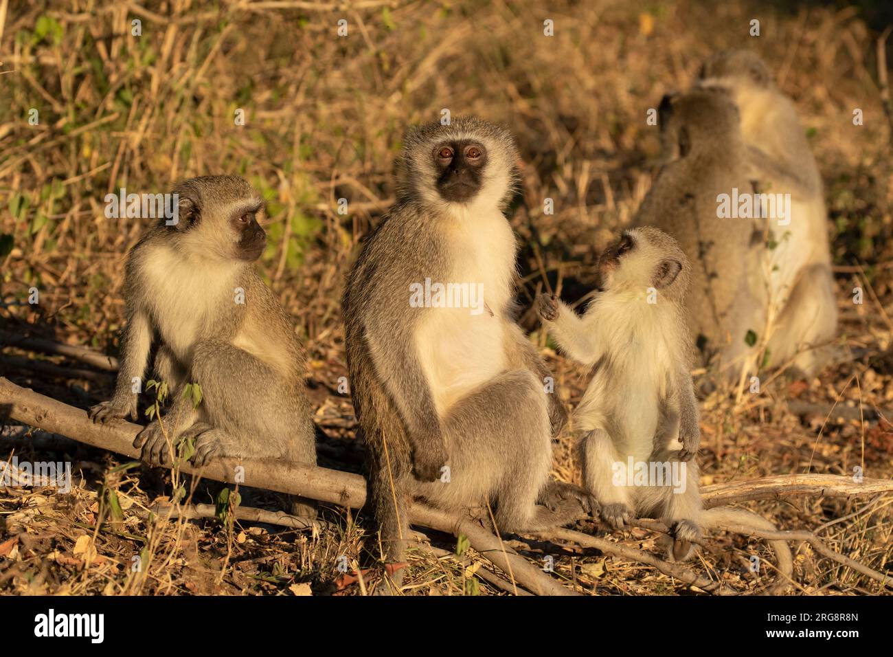 Un petit groupe familial de singes vervets profitant de la lumière du soleil du matin dans le parc national Kruger, en Afrique du Sud Banque D'Images