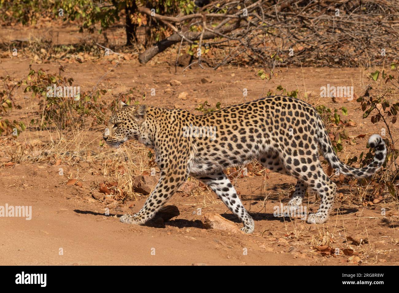 Un seul léopard adulte marche délibérément sous le soleil du matin Banque D'Images