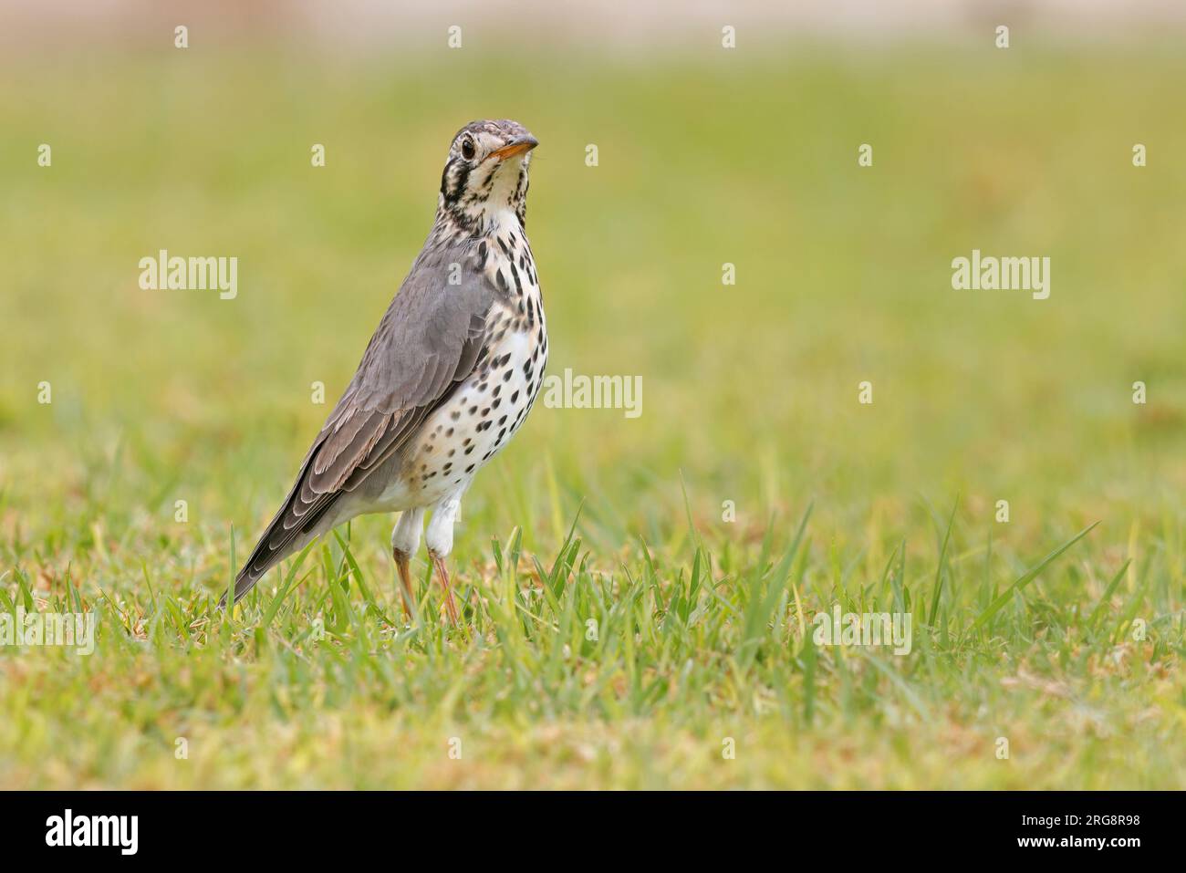 Groundscraper Thrush, Palmwag, Namibie, mars 2023 Banque D'Images