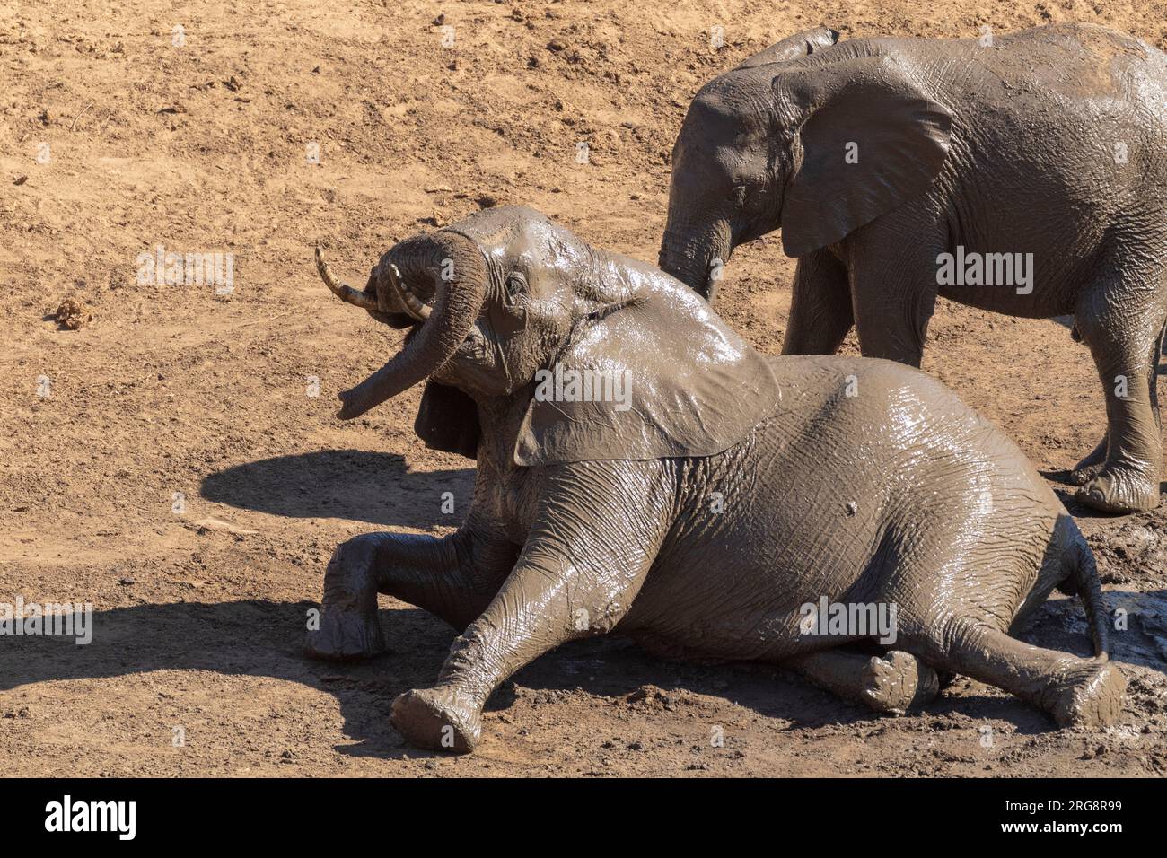 Un veau éléphant se vautrant dans un bain de boue au soleil dans le parc national Kruger, en Afrique du Sud Banque D'Images