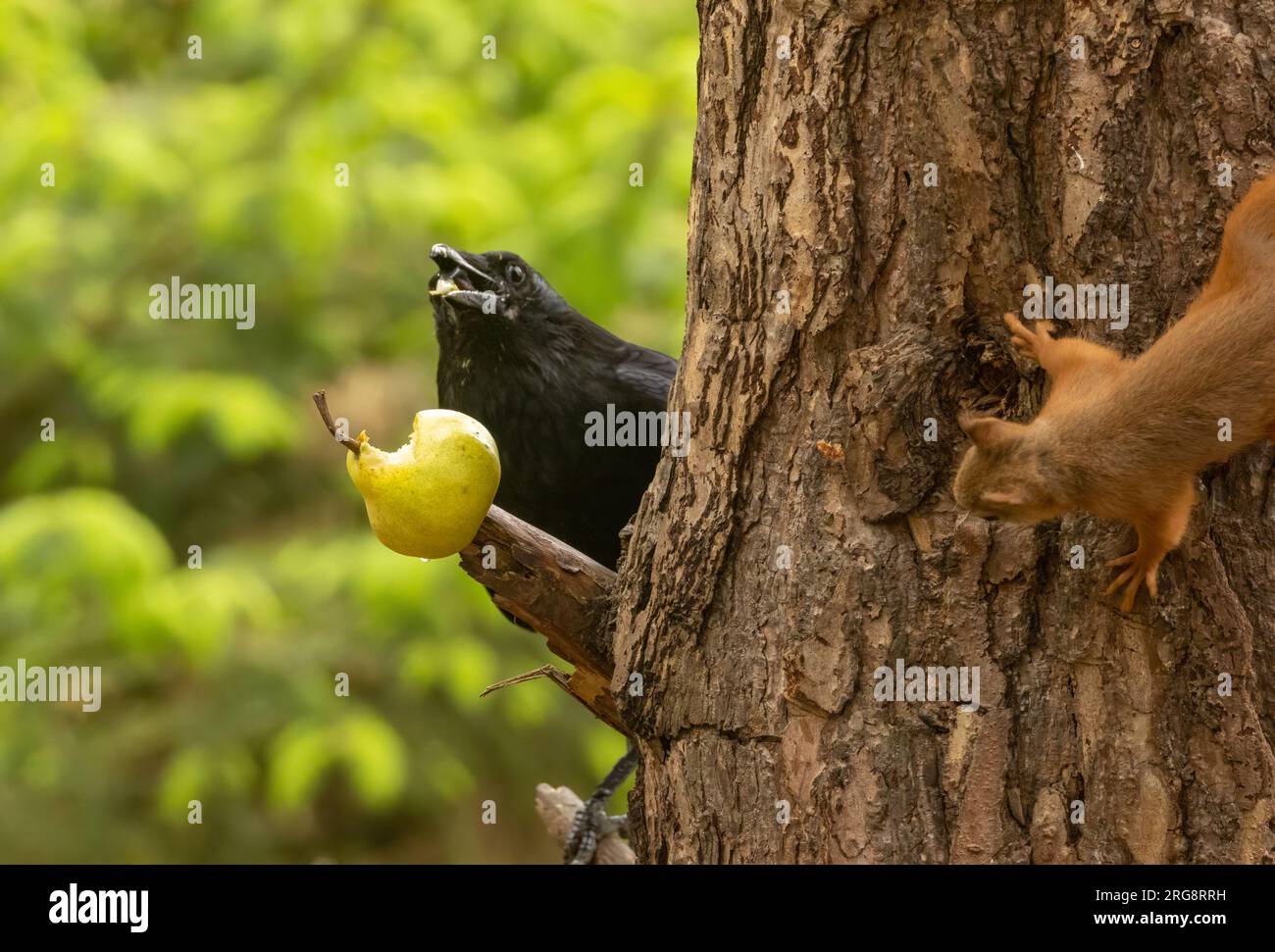 Crow mangeant une poire sur la branche d'un arbre dans la forêt avec un écureuil rouge qui attend Banque D'Images