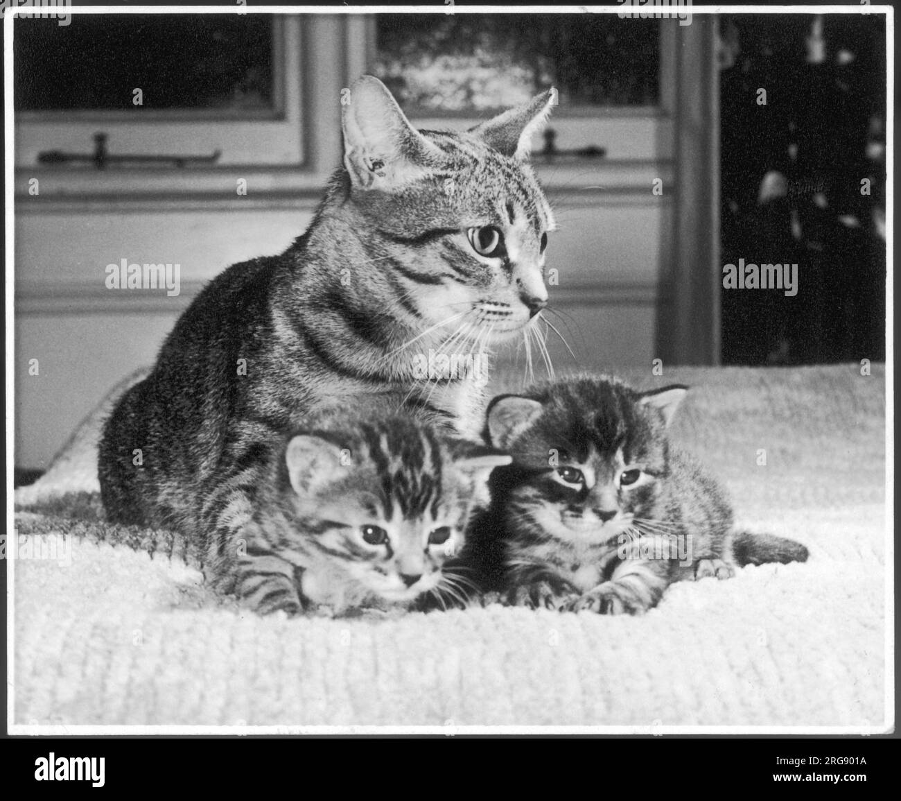Un chat tabby de mère vigilant est assis sur un lit avec ses deux chatons tabby. Banque D'Images