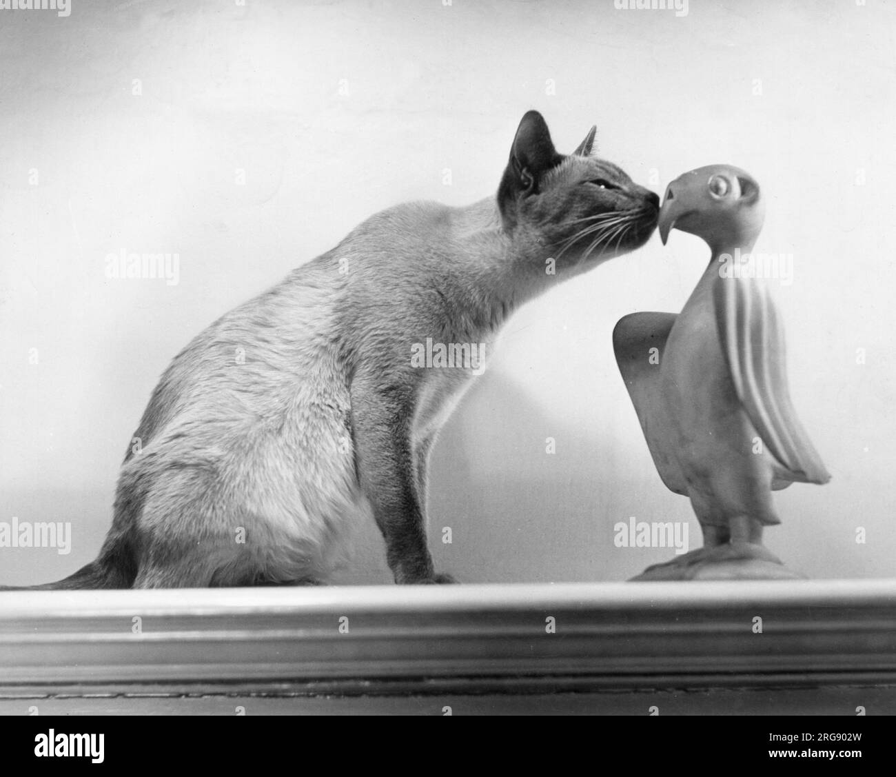 Un chat siamois, assis sur une cheminée, affronte un ornement de macareux art déco, piquant directement dans ses yeux. Banque D'Images