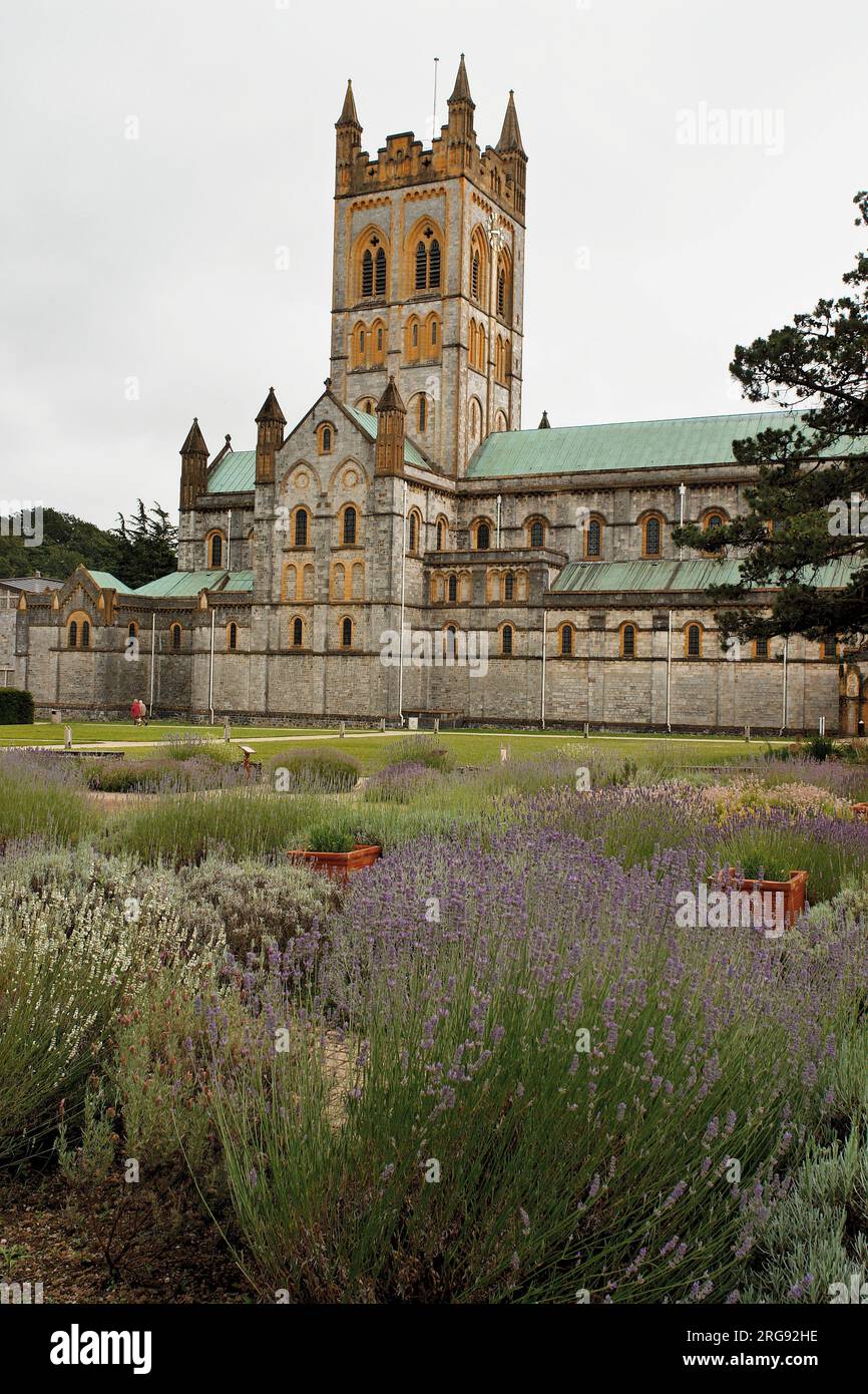 Abbaye de Buckfast à Buckfastleigh dans le Devon, avec des lits de lavande au premier plan. L'abbaye est un monastère bénédictin actif, fondé par le comte Aylward sous le règne du roi Cnut en 1018. Après la dissolution des monastères au 16e siècle, l'abbaye est restée vide et en ruines pendant plus de 200 ans, mais a été progressivement reconstruite au cours des 19e et 20e siècles. Banque D'Images