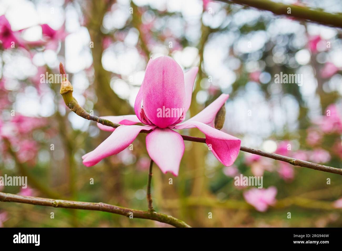 Magnolia rose géant en pleine floraison dans le Parc Floral du Bois de Vincennes, Paris, France Banque D'Images