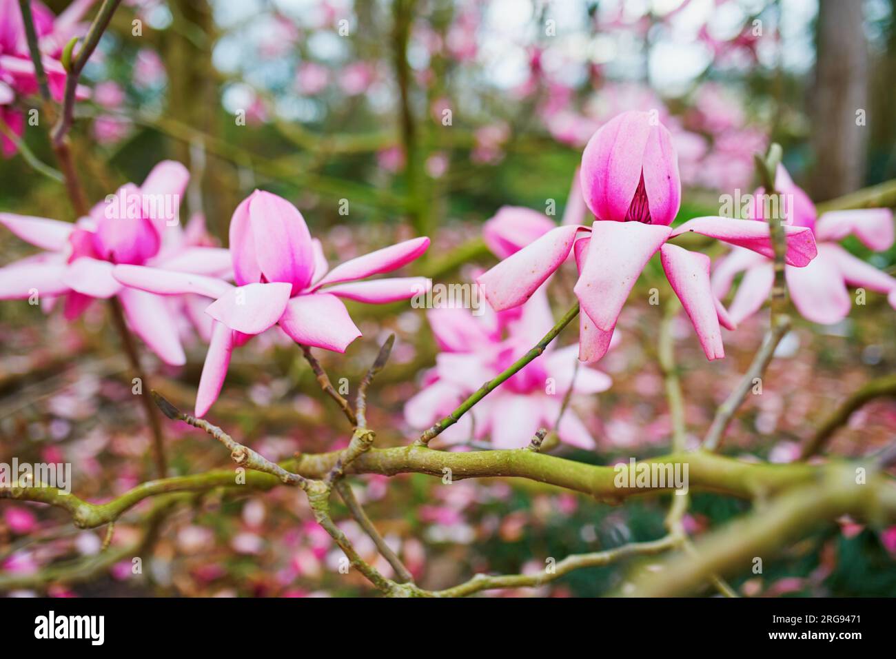 Magnolia rose géant en pleine floraison dans le Parc Floral du Bois de Vincennes, Paris, France Banque D'Images