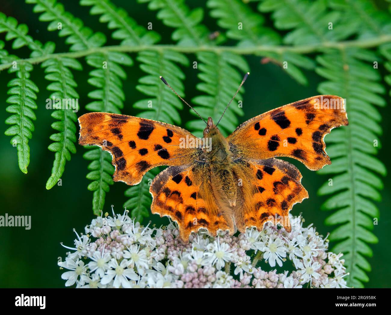 Virgule papillon. Arbrook Common, Claygate, Surrey, Angleterre. Banque D'Images