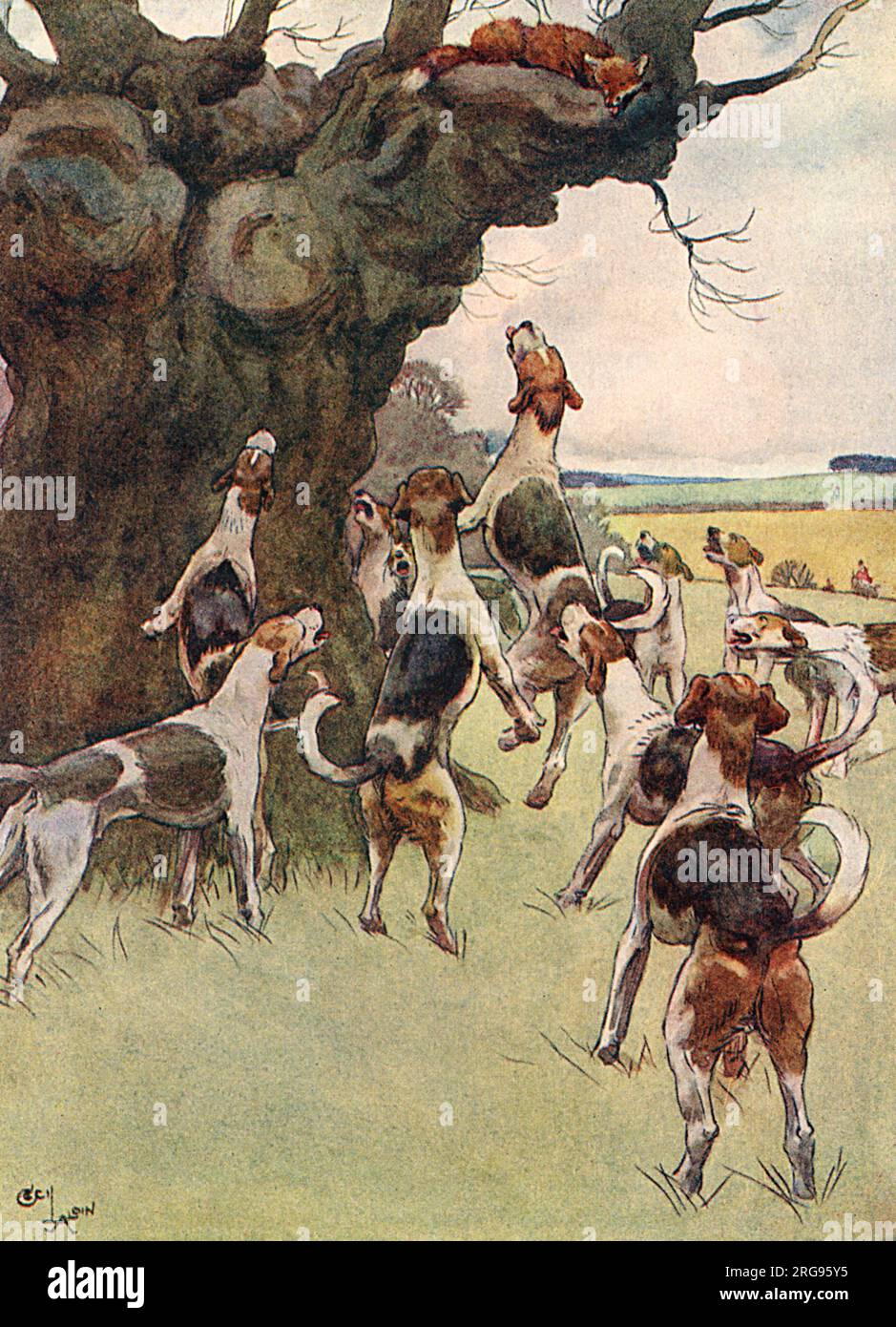 Illustration, White-Ear s'échappe d'un arbre et regarde les chiens qui se reposent. Banque D'Images