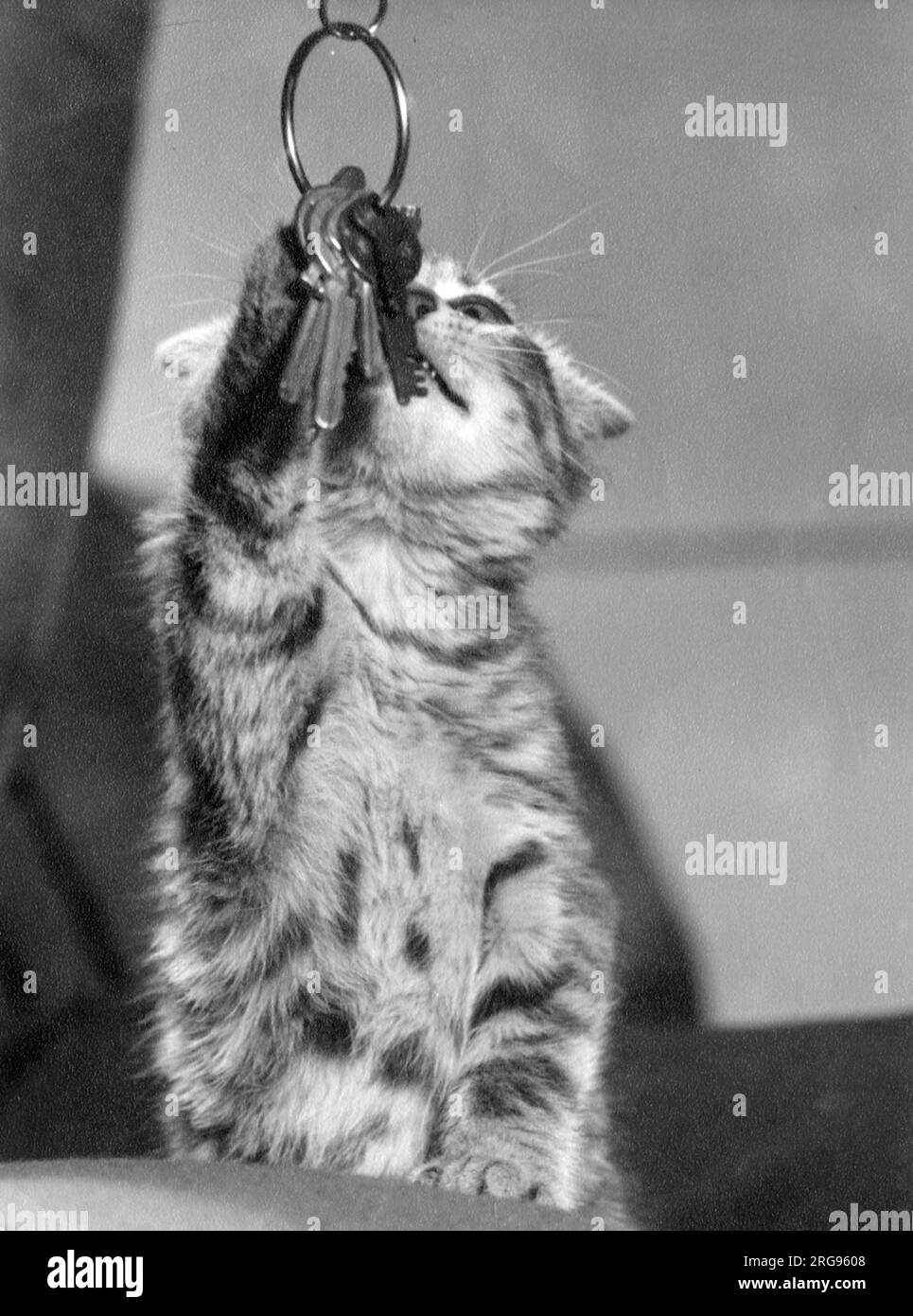 Tabby chaton jouant avec des touches. Banque D'Images