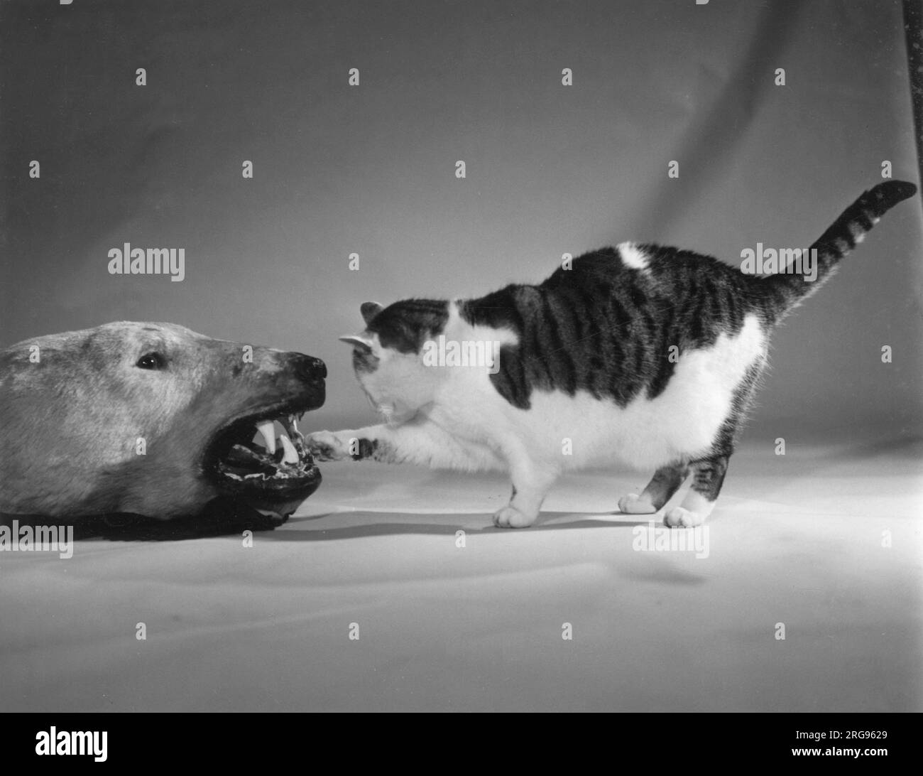 Le chat rencontre l'ours polaire mort. Banque D'Images