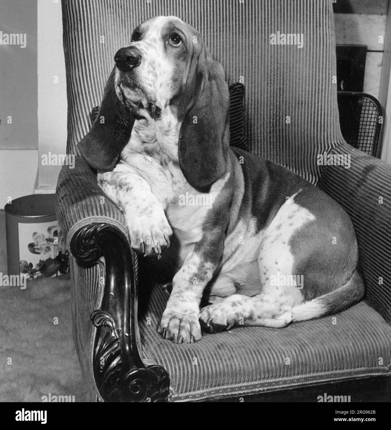 Basset Hound assis dans une chaise. Banque D'Images