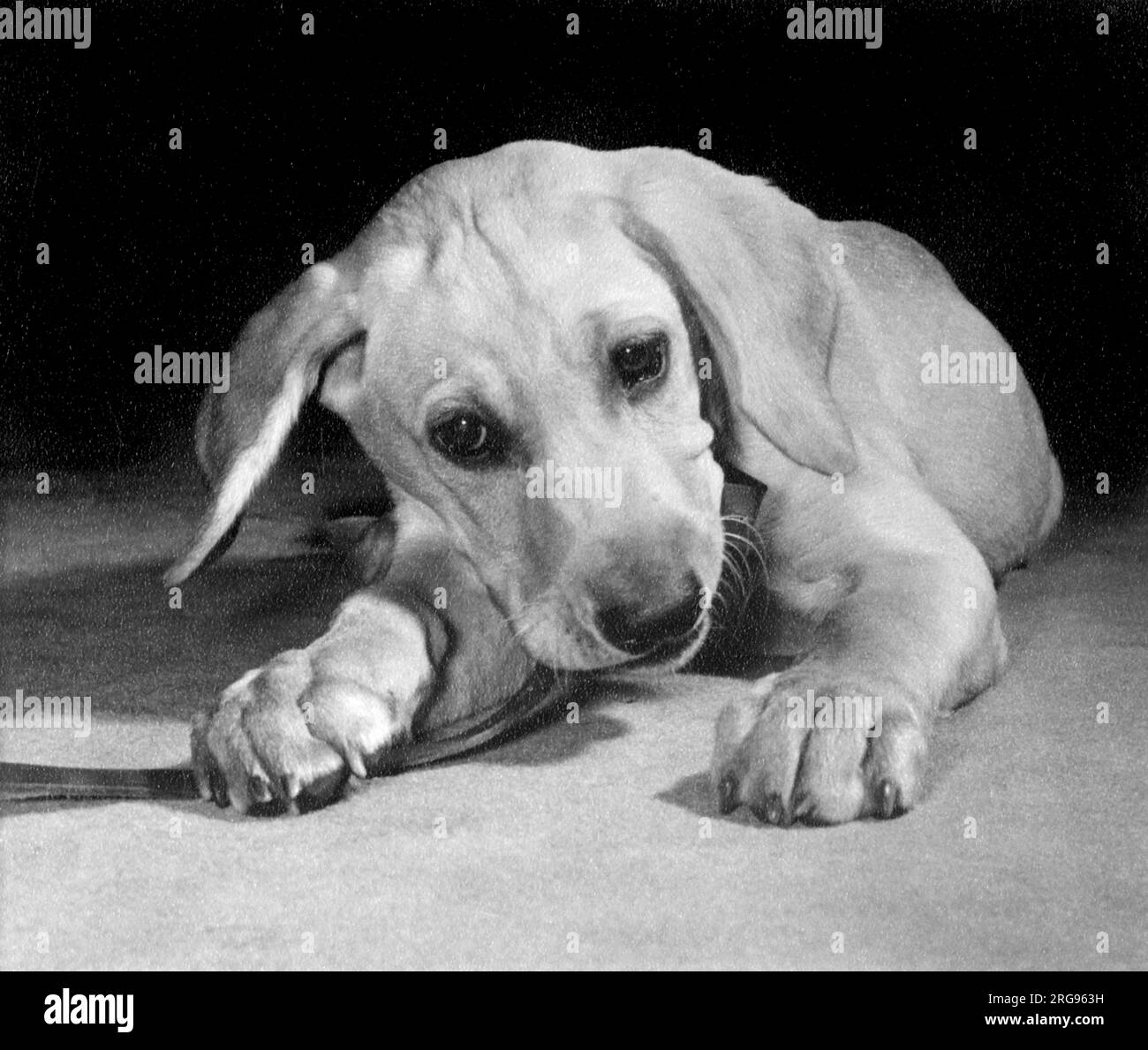 Labrador chiot mastiquer une sangle en cuir. Banque D'Images