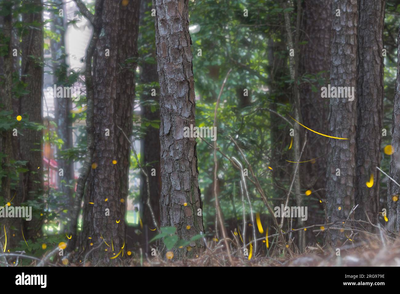 Le composite de plusieurs images empilées ensemble montre de nombreuses lucioles floutant le mouvement et émettant des traînées de lumière jaune. Banque D'Images