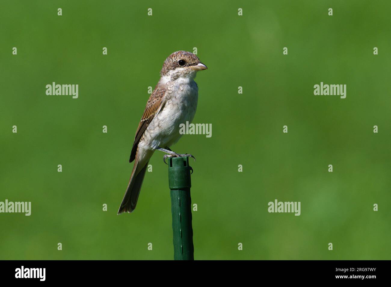 Sénateur Lanius alias Woodchat Shrike. Oiseau assis sur le bâton près du lac Bohinj dans le parc national Triglav Slovénie. Banque D'Images