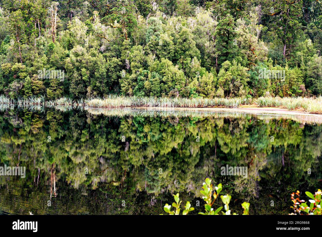 Nouvelle-Zélande. La forêt tropicale au lac Matheson Banque D'Images