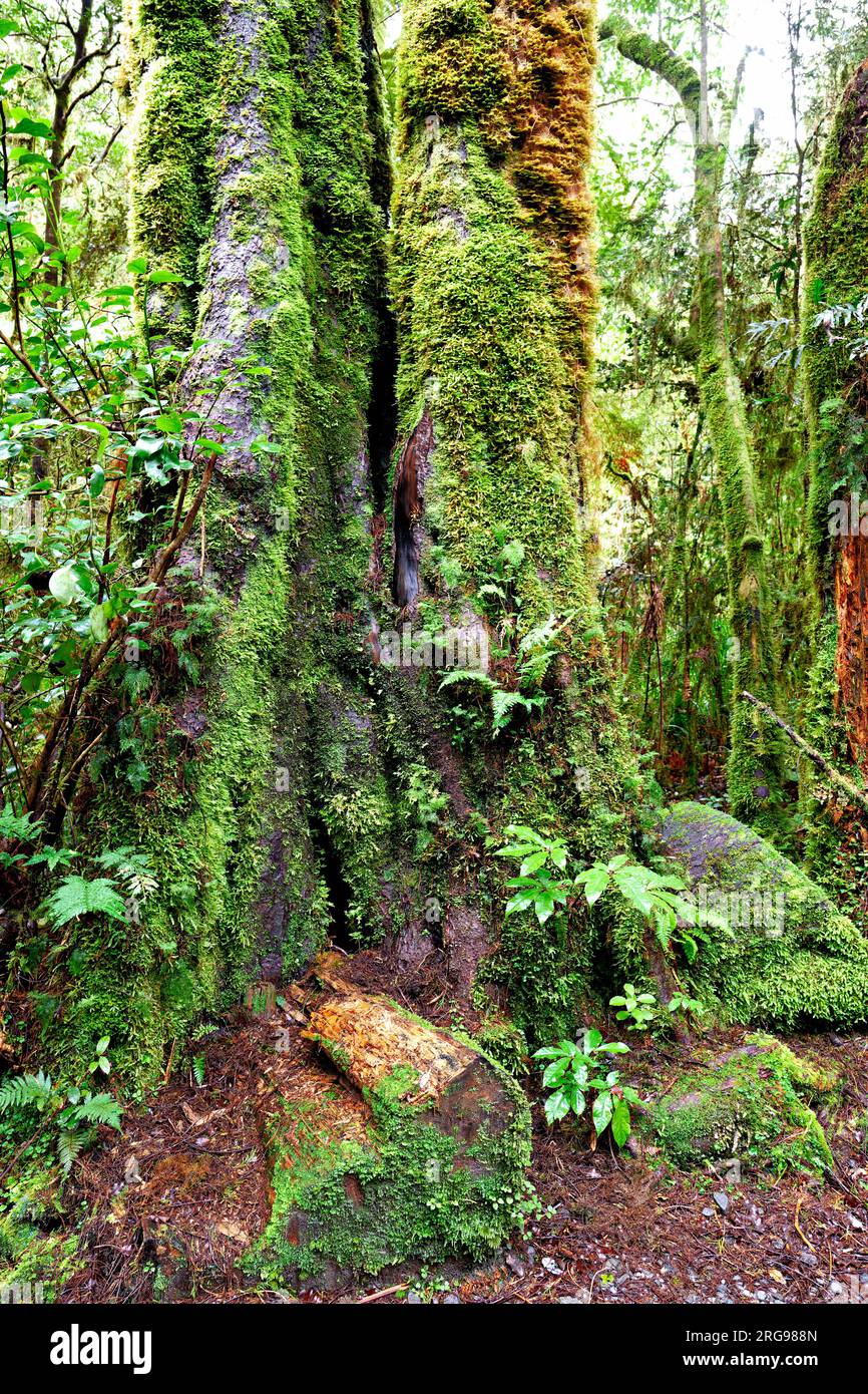 Nouvelle-Zélande. La forêt tropicale au lac Matheson Banque D'Images