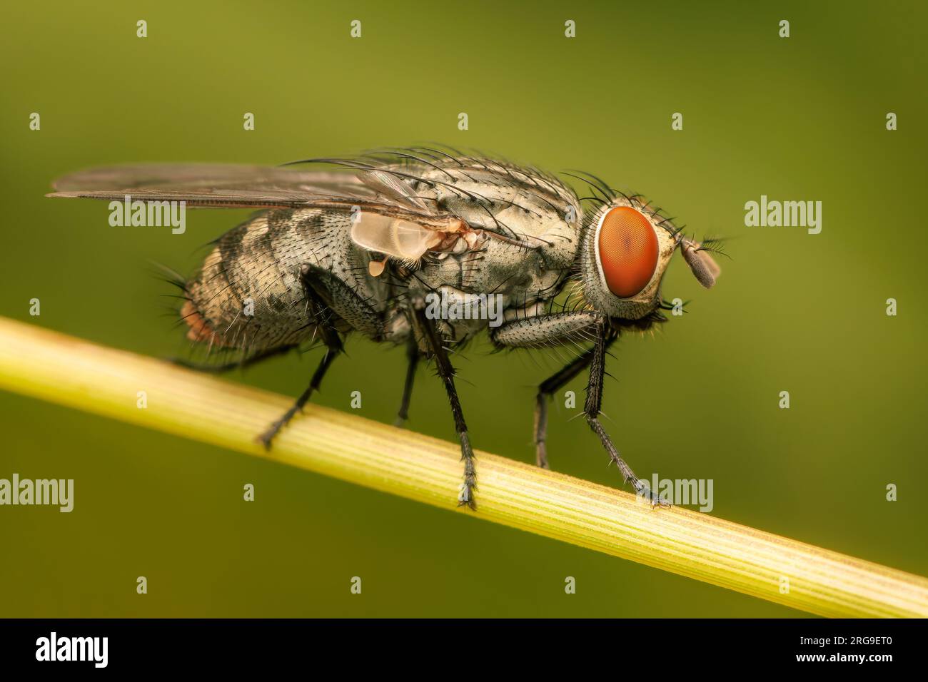 Gros plan sur une mouche Sarcophagidae sur un brin d'herbe Banque D'Images