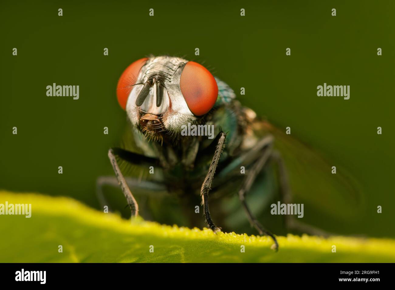 Gros plan sur une petite mouche en bouteille verte reposant sur une feuille avec un fond flou et un espace de copie Banque D'Images