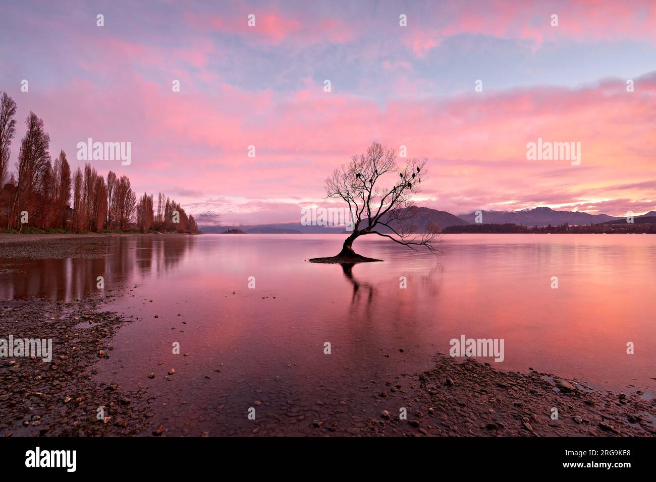 Nouvelle-Zélande. Cet arbre de Wanaka au lever du soleil. Lac Wanaka. Otago Banque D'Images