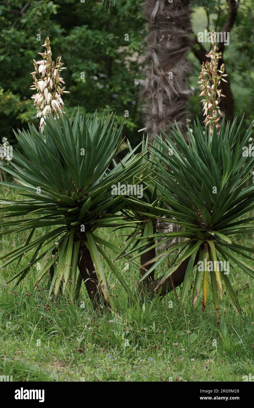 Yucca gloriosa en fleur Banque D'Images