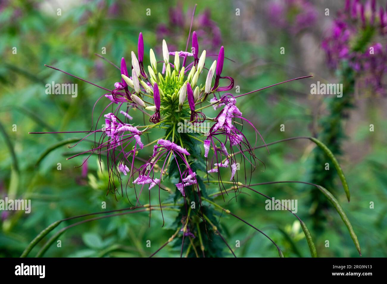 Fleur Cleome Rose Queen avec verdure en arrière-plan Banque D'Images