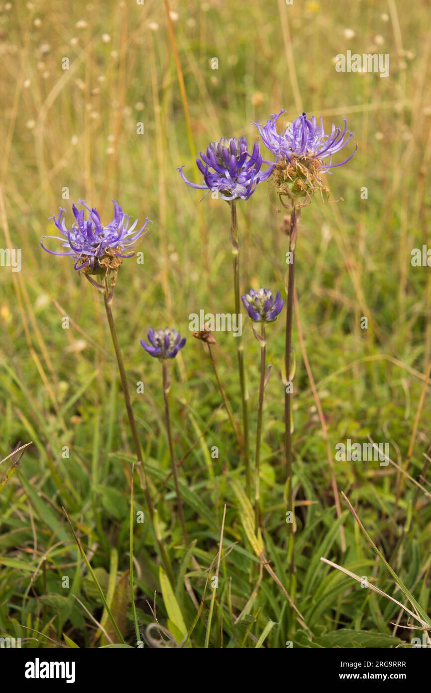 Rampion à tête ronde, Phyteuma orbiculare, groupe de fleurs sauvages rares sur Levin Down, Singleton, Sussex, juillet Banque D'Images