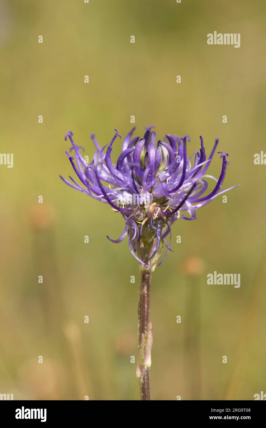 Rampion à tête ronde, Phyteuma orbiculare, gros plan en tête de fleurs sauvages rares sur Levin Down, Singleton, Sussex, juillet Banque D'Images