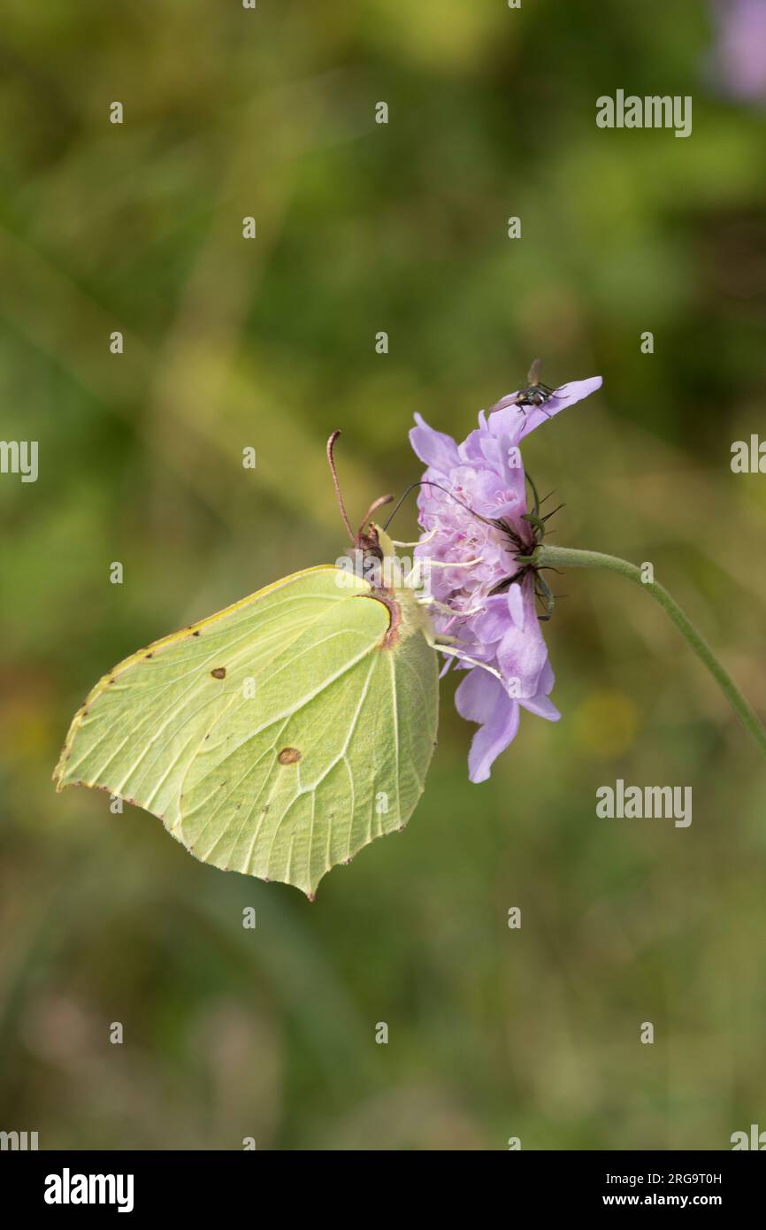 Papillon en pierre de taille, Gonepteryx rhamni se nourrissant de Small scabious, Scabiosa columbaria, Levin Down, juillet Banque D'Images